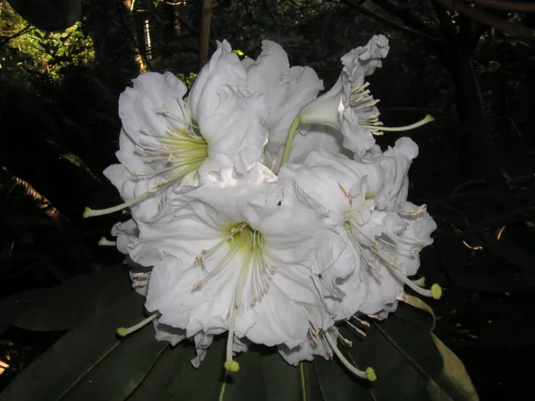 Photo of R. decorum ssp diaprepes 'Gargantua', Rhododendron Species Selection