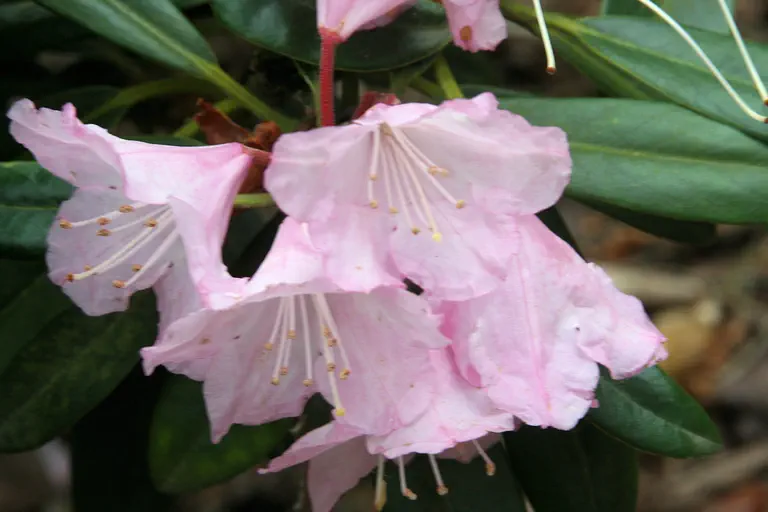 Photo of R. degronianum ssp degronianum 'Gerald Loder', Rhododendron Species Selection