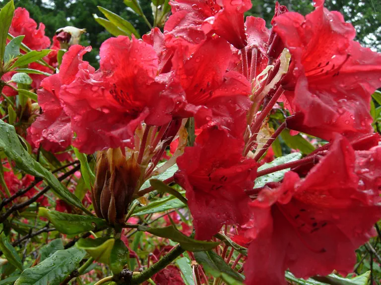 Photo of R. 'Hillcrest', Rhododendron Hybrid