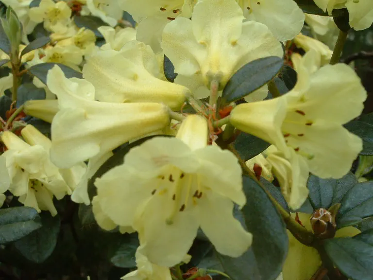 Photo of R. burmanicum 'Elizabeth David', Rhododendron Species Selection
