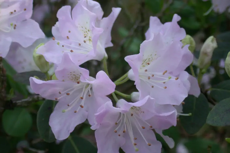 Photo of R. oreotrephes 'Exquisetum', Rhododendron Species Selection