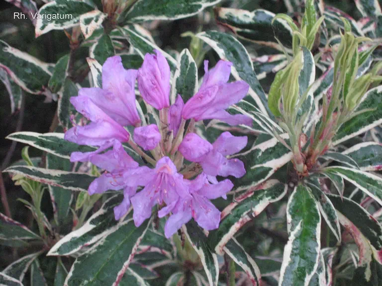 Photo of R. ferrugineum 'Variegatum', Rhododendron Species Selection