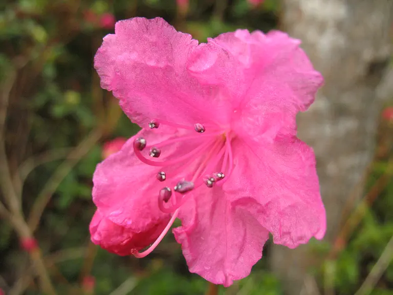 Photo of R. mucronulatum var mucronulatum 'Pink Panther', Rhododendron Species Selection