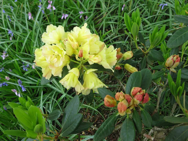 Photo of R. 'Nike', Rhododendron Hybrid