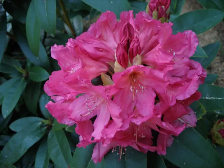 Photo of R. 'Ruth Mottley', Rhododendron Hybrid