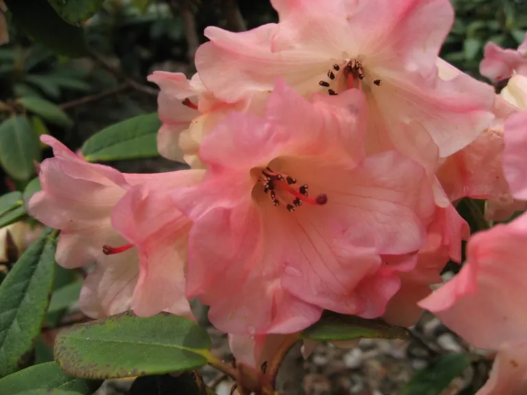 Photo of R. 'Anna’s Riplet', Rhododendron Hybrid