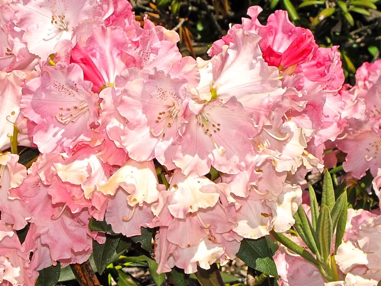 Photo of R. 'Anita Gehnrich', Rhododendron Hybrid