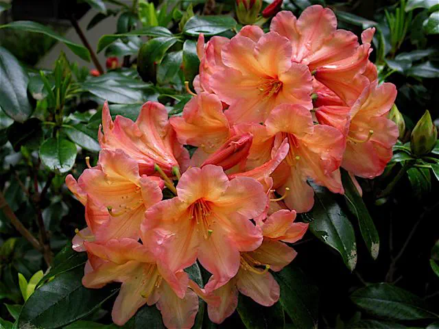 Photo of R. 'Amber Touch', Rhododendron Hybrid