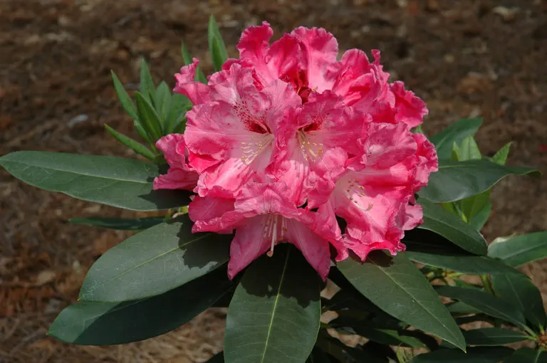 Photo of R. 'Kaye Player', Rhododendron Hybrid