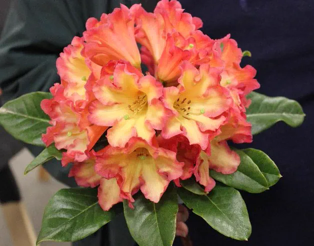 Photo of R. 'Killer Diller', Rhododendron Hybrid