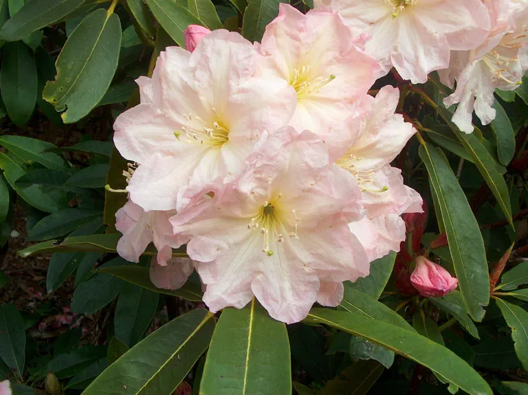 Photo of R. 'Fawn', Rhododendron Hybrid