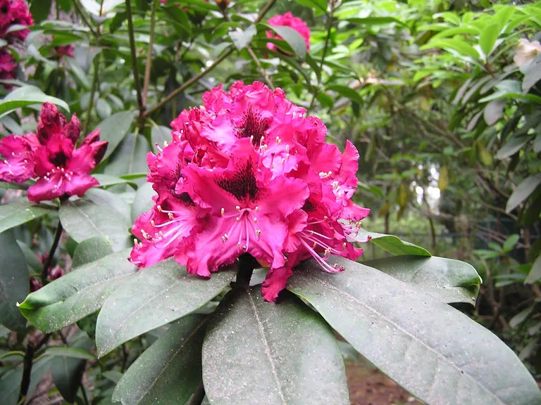 Photo of R. 'Sefton', Rhododendron Hybrid
