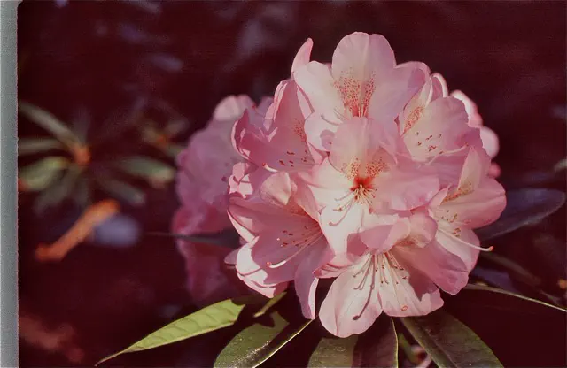 Photo of R. 'Shanna’s Song', Rhododendron Hybrid