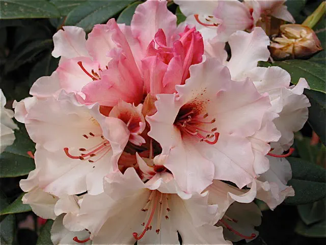 Photo of R. 'Ice Music', Rhododendron Hybrid