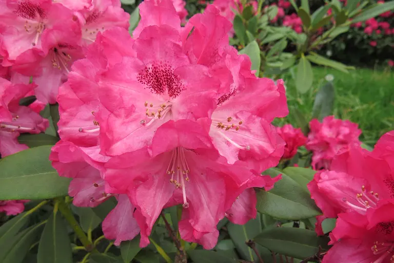 Photo of R. 'Sneezy', Rhododendron Hybrid