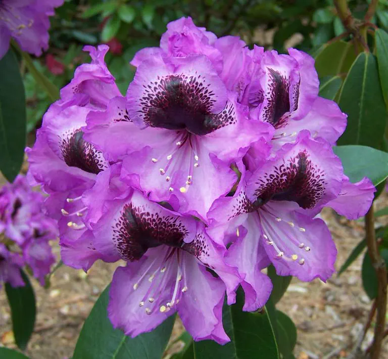Photo of R. 'Imperial', Rhododendron Hybrid