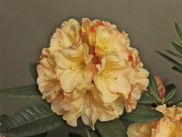 Photo of R. 'Invitation', Rhododendron Hybrid