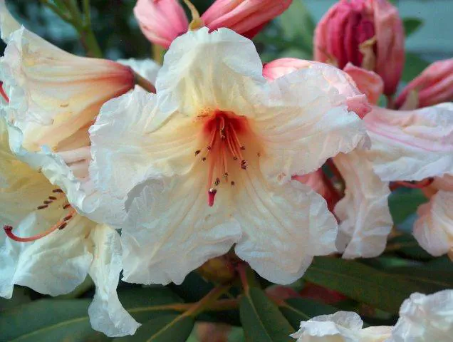 Photo of R. 'Lem's Goal', Rhododendron Hybrid