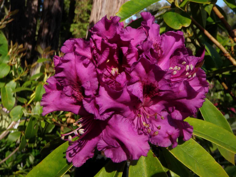 Photo of R. 'Dark Sister', Rhododendron Hybrid