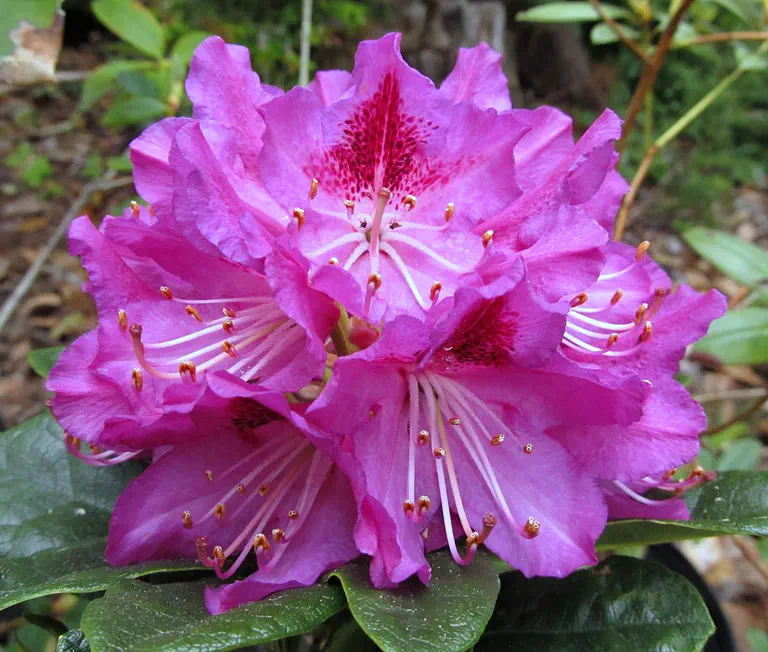 Photo of R. 'Whitney Purple', Rhododendron Hybrid