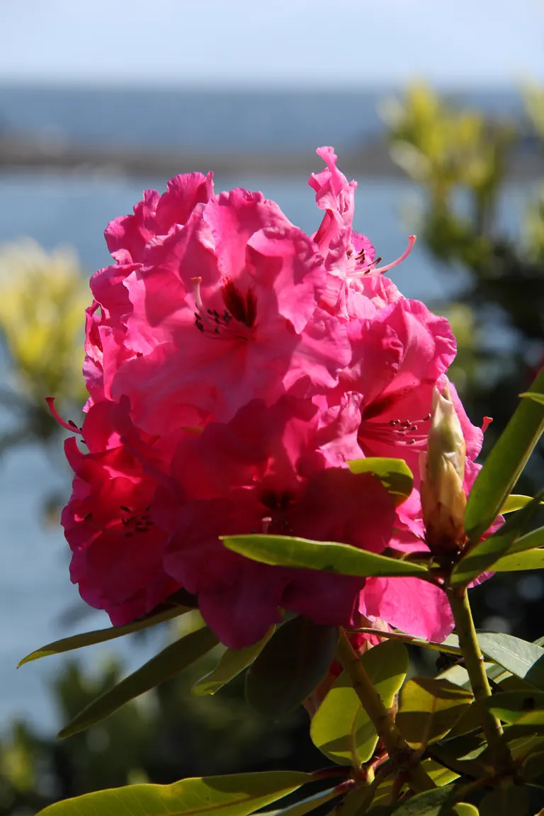 Photo of R. 'Gentle Giant', Rhododendron Hybrid