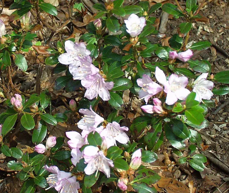 Photo of R. 'Rose Elf', Rhododendron Hybrid