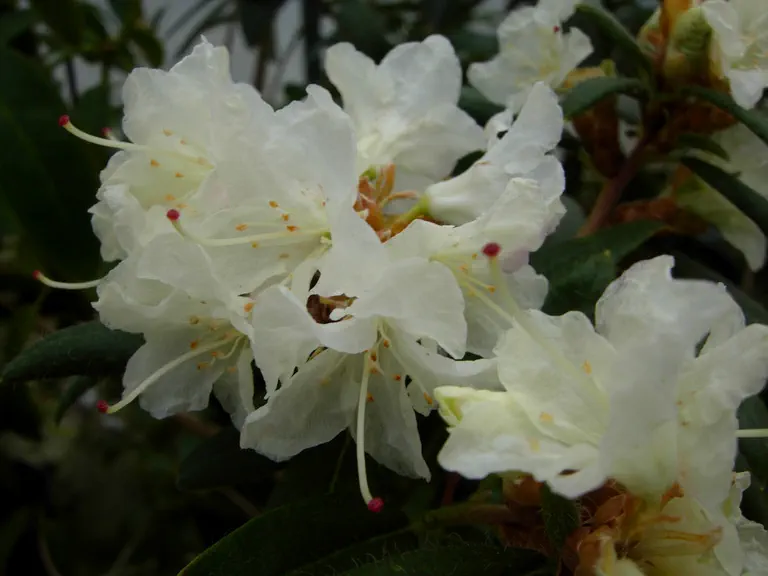 Photo of R. 'Hockessin', Rhododendron Hybrid