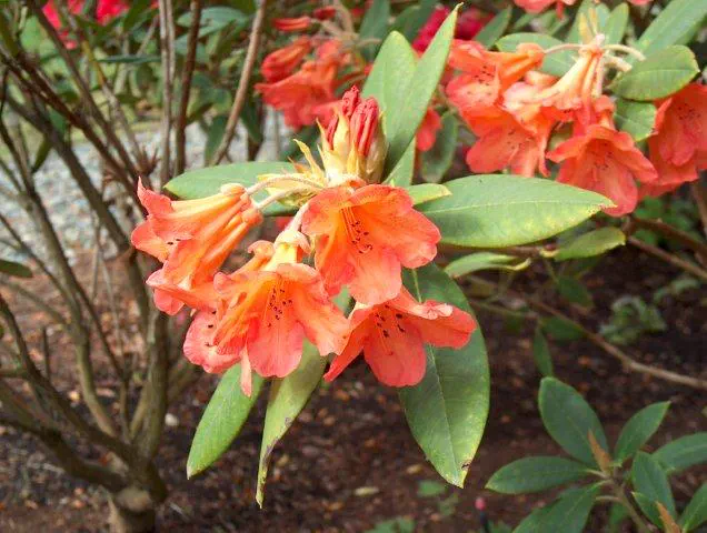 Photo of R. 'Fabur', Rhododendron Hybrid