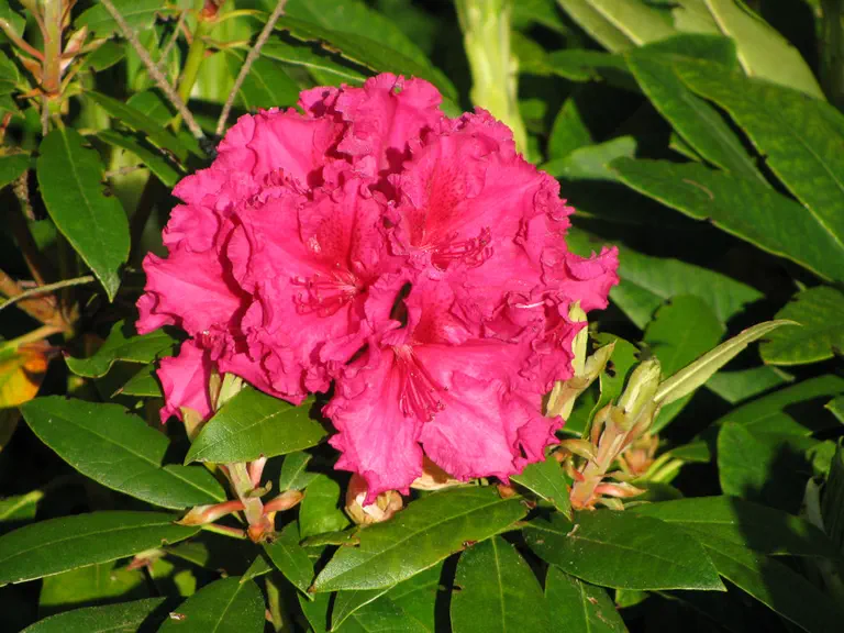 Photo of R. 'Fire Wine', Rhododendron Hybrid