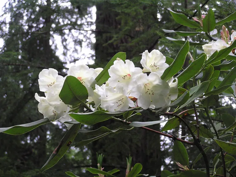 Photo of R. 'Letty Edwards', Rhododendron Hybrid