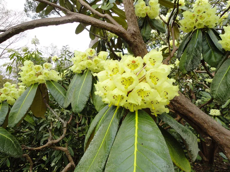 Photo of R. 'Fortune', Rhododendron Hybrid