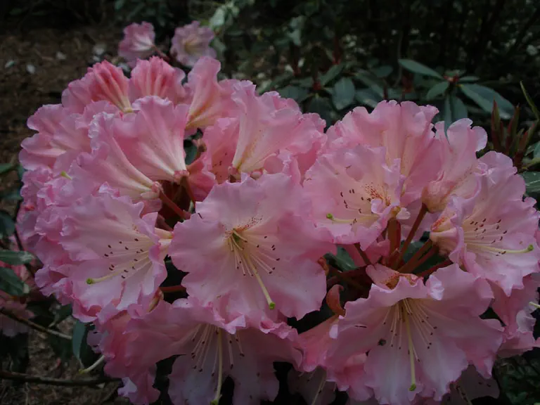 Photo of R. 'Gala', Rhododendron Hybrid