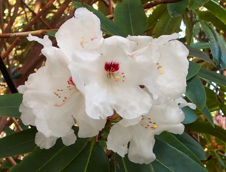 Photo of R. 'Janet', Rhododendron Hybrid