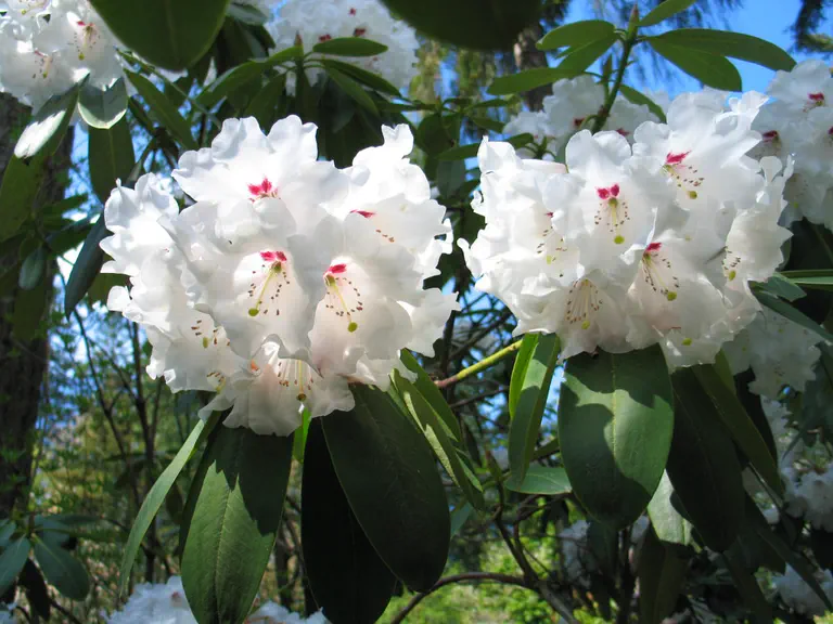 Photo of R. 'Avalanche', Rhododendron Hybrid