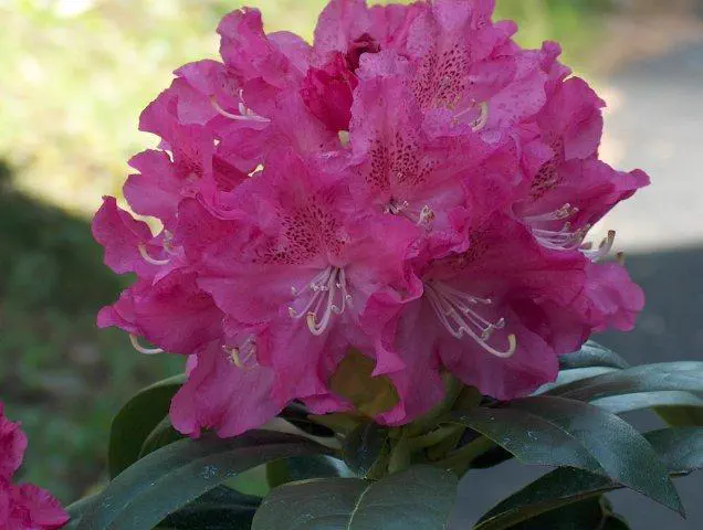 Photo of R. 'Holden', Rhododendron Hybrid