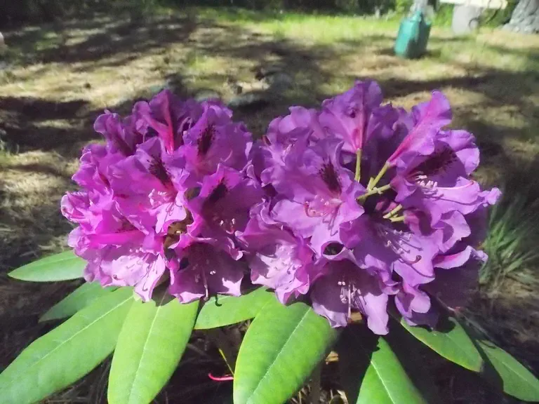 Photo of R. 'Melanie Shaw', Rhododendron Hybrid