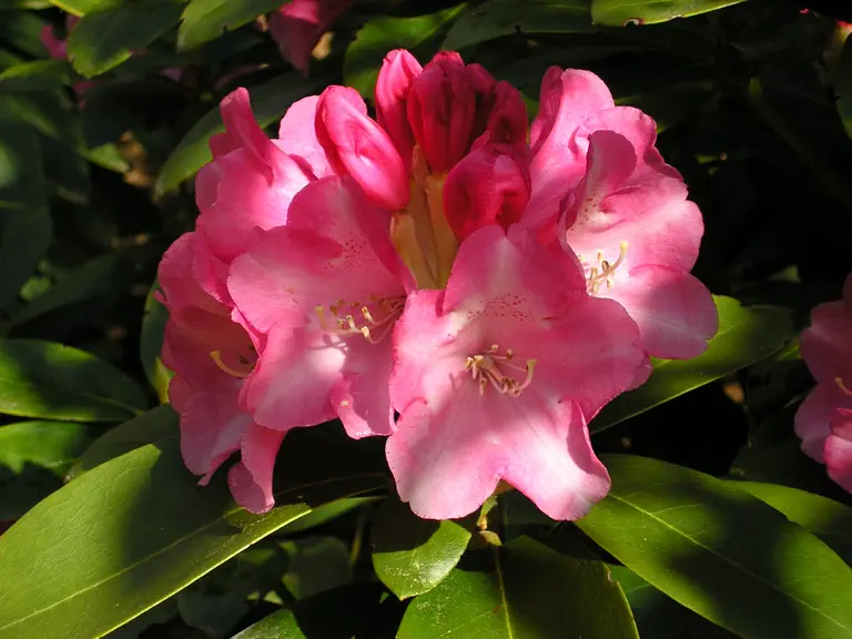 Photo of R. 'Kristin', Rhododendron Hybrid