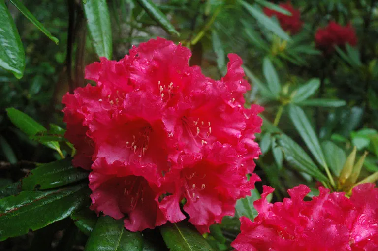 Photo of R. 'Helen Deehr', Rhododendron Hybrid