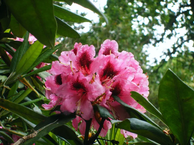 Photo of R. 'Chevalier Felix de Sauvage', Rhododendron Hybrid