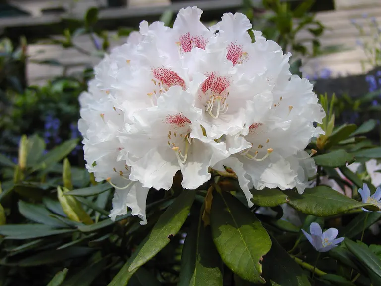 Photo of R. 'Anne Cree', Rhododendron Hybrid