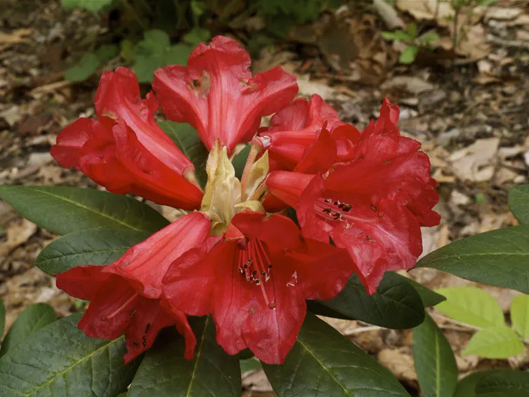 Photo of R. 'Belva’s Joy', Rhododendron Hybrid