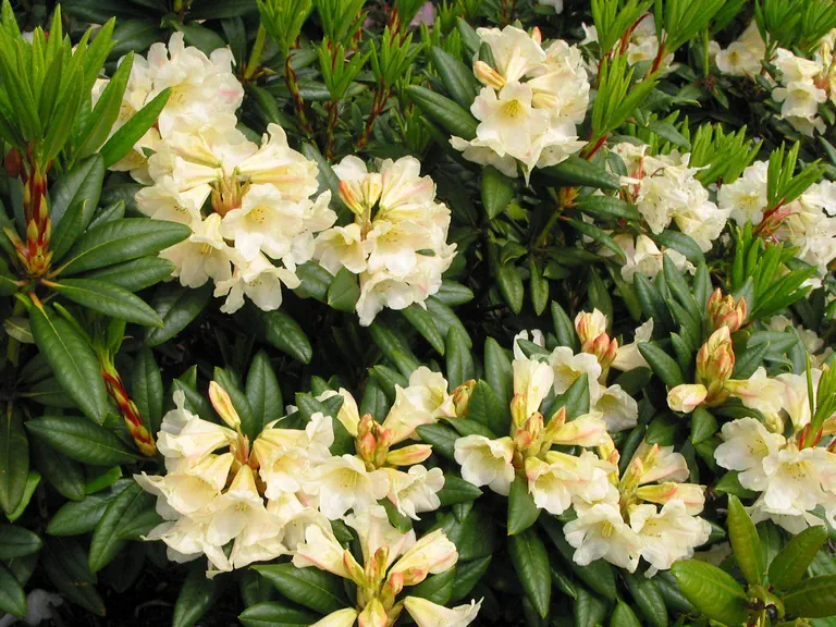 Photo of R. 'Hachmann's Bananaflip', Rhododendron Hybrid