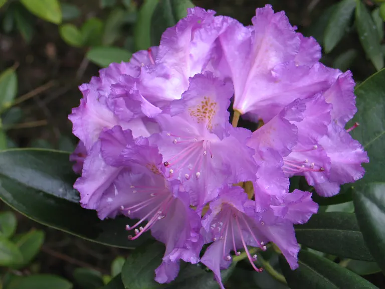 Photo of R. 'Everestianum', Rhododendron Hybrid