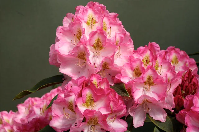 Photo of R. 'Rosewine', Rhododendron Hybrid