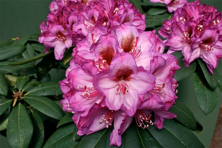 Photo of R. 'Plum High', Rhododendron Hybrid