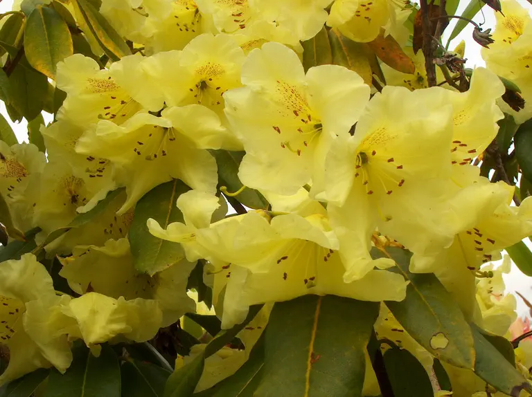 Photo of R. 'Lemonade', Rhododendron Hybrid