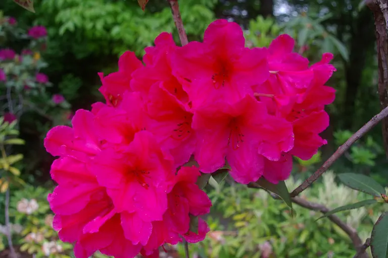 Photo of R. 'Lydia', Rhododendron Hybrid