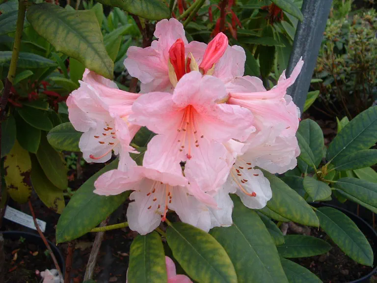 Photo of R. 'Day Dream', Rhododendron Hybrid