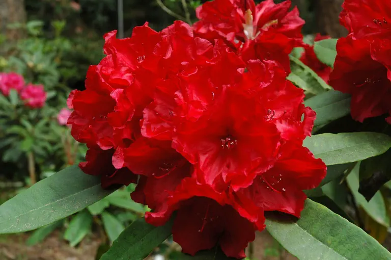 Photo of R. 'Leo', Rhododendron Hybrid