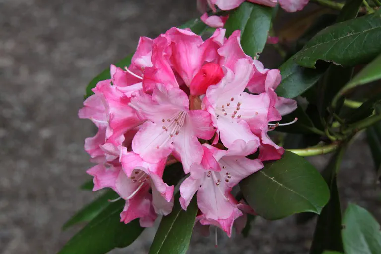 Photo of R. 'Mardi Gras', Rhododendron Hybrid
